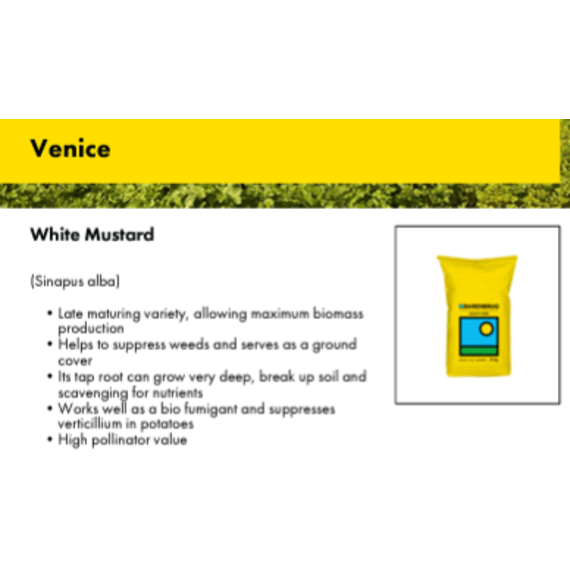 bbrug mustard white venice 1kg picture 1