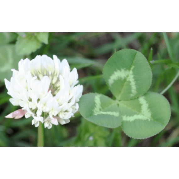 agricol clover white agrimatt 5kg picture 1