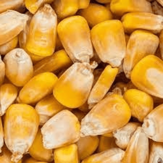 maize whole 10kg picture 1