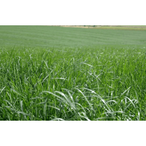 Agricol Ryegrass One50 25kg | Agrimark