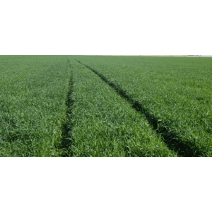 Barenbrug Tyson Perennial Ryegrass 25kg | Agrimark