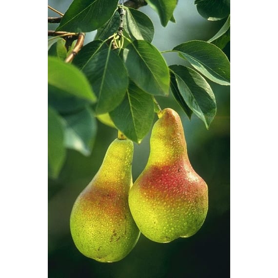tree pear picture 1