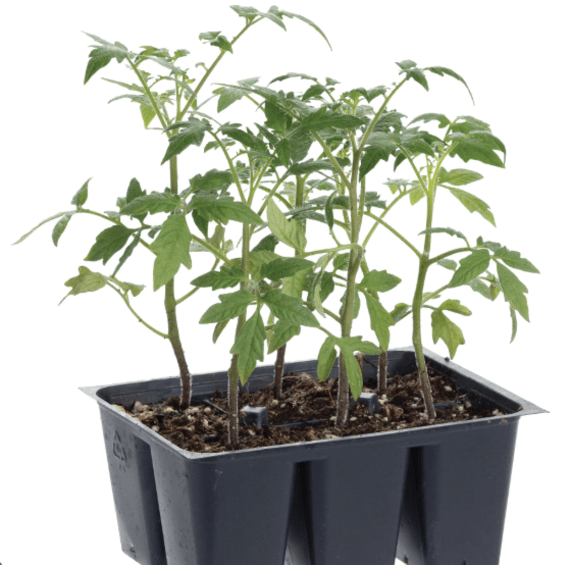 arboreta 6 pack picture 1