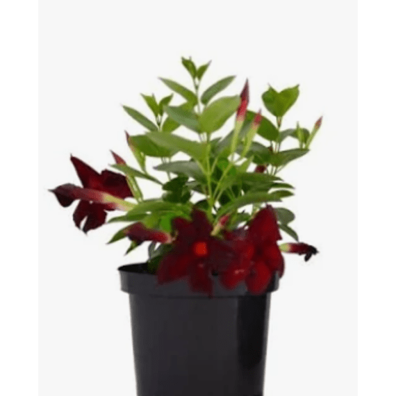 dipladenia diamantina picture 1