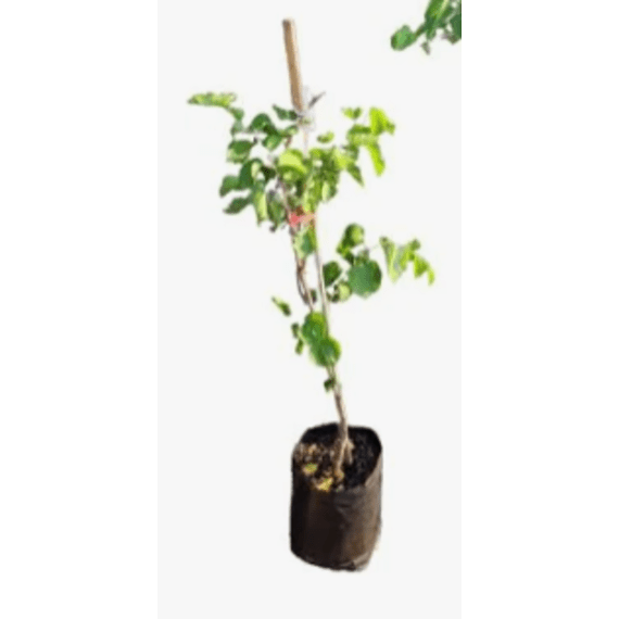 apricot tree picture 1