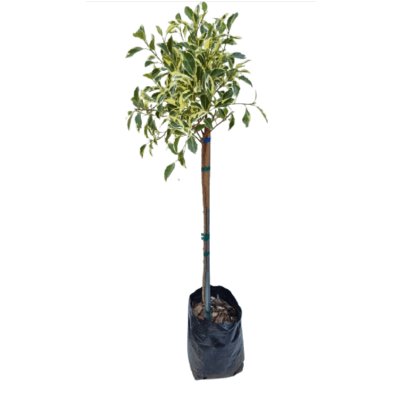 ficus hawaii std 10l picture 1