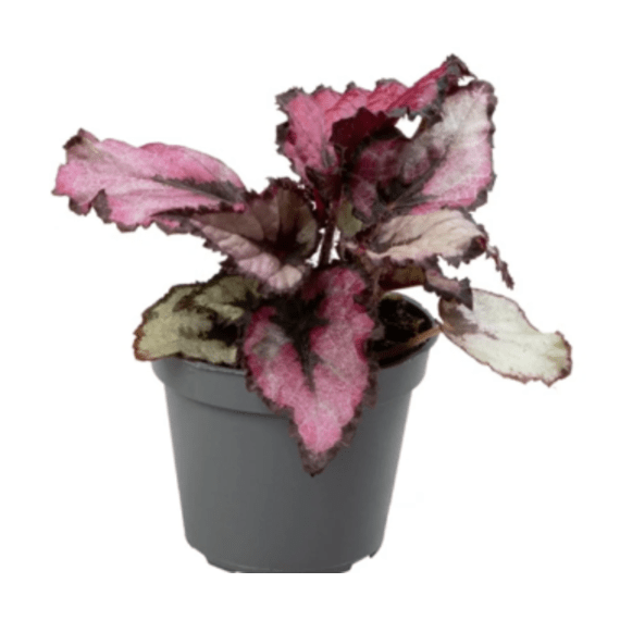 begonia picture 1