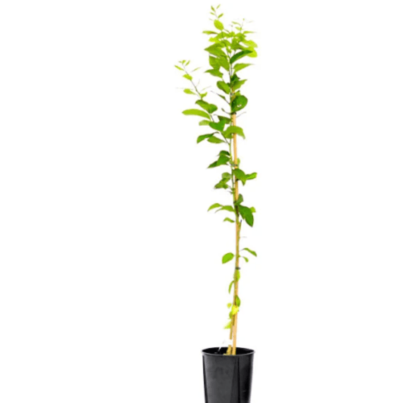 citrus lemon eureka picture 1