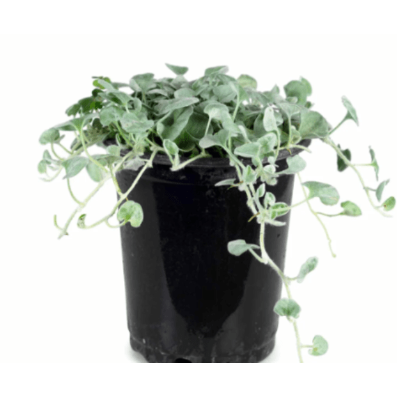 dichondra silver falls picture 1