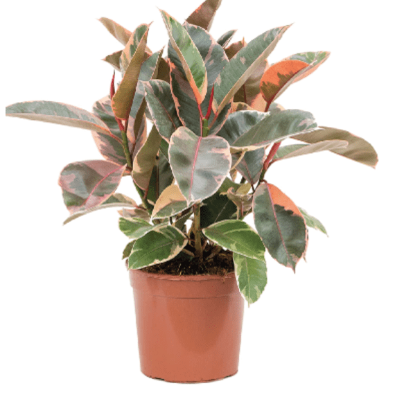 ficus belize 15cm picture 1