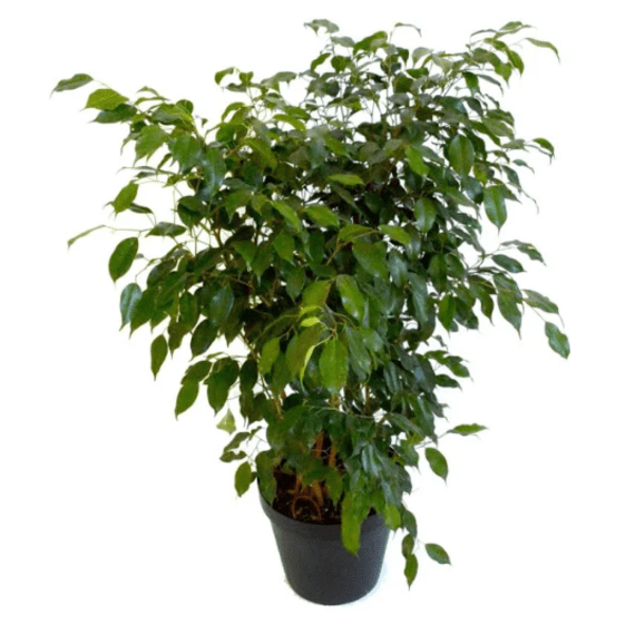 ficus benjamina 15cm picture 1