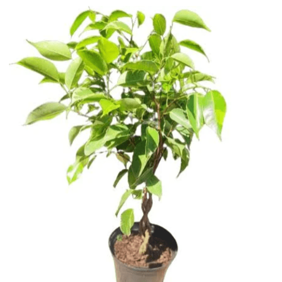Princess Ficus Ficus Golden Princess 30cm | Agrimark