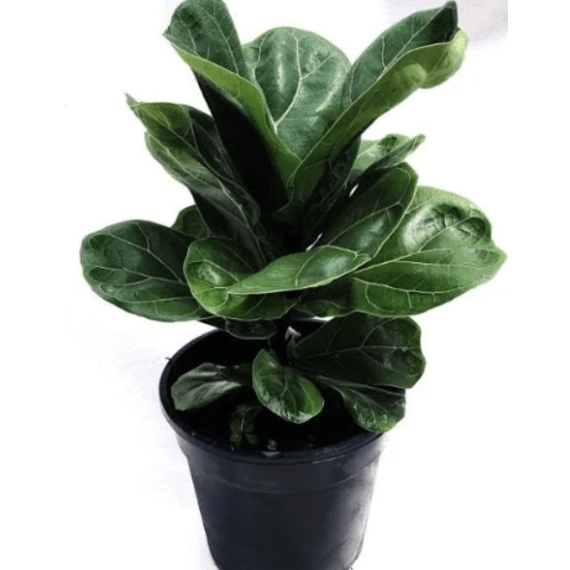 ficus lyrata picture 1