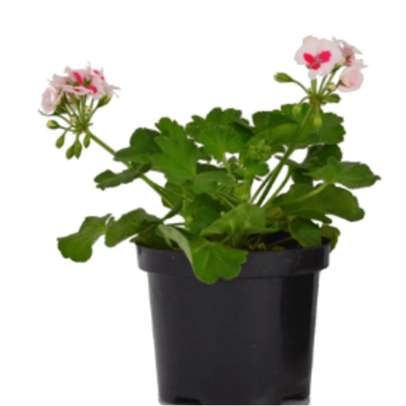 geranium zonal 15cm picture 1