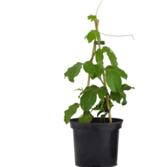 granadilla ester picture 1