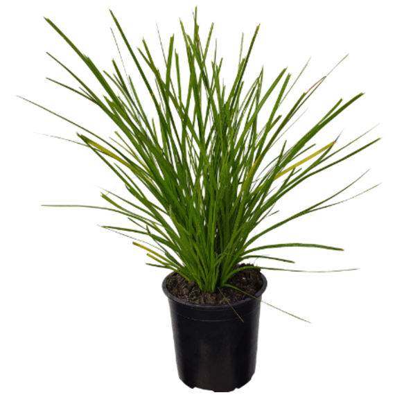 lomandra longifolia 4l picture 1