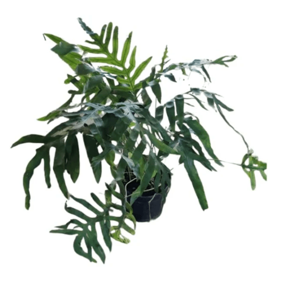 phlebodium blue star 20cm picture 1