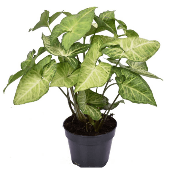 syngonium white butterfly15cm picture 1