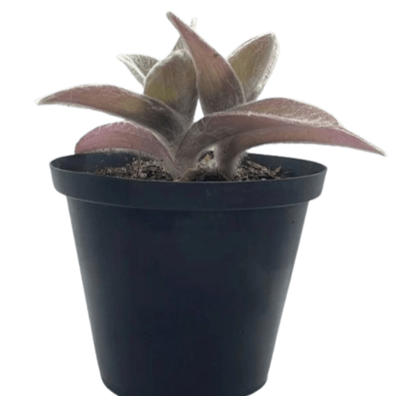 tradescantia sillamontana picture 1