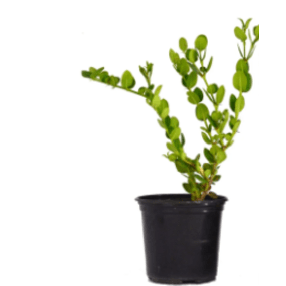 carissa macrocarpa picture 1