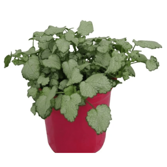 lamium maculata pink pewter 15cm picture 1