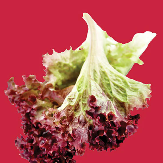 kirchhoffs lettuce red sails picture 1