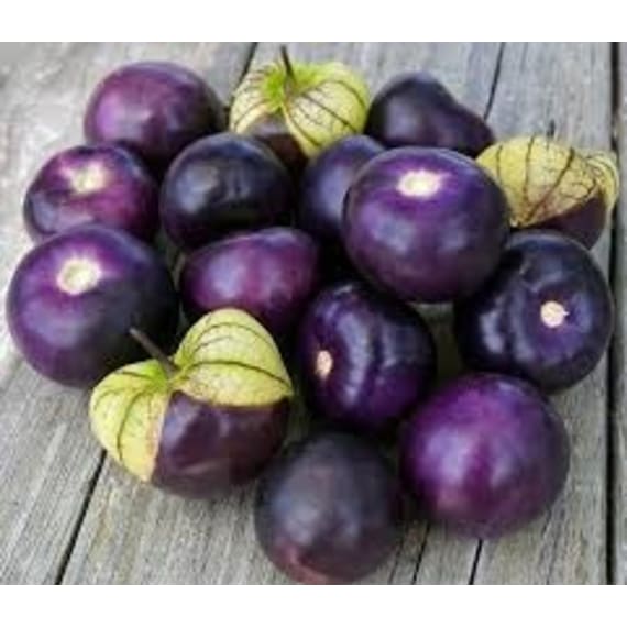 kirchhoffs tomatilo purple coban picture 1