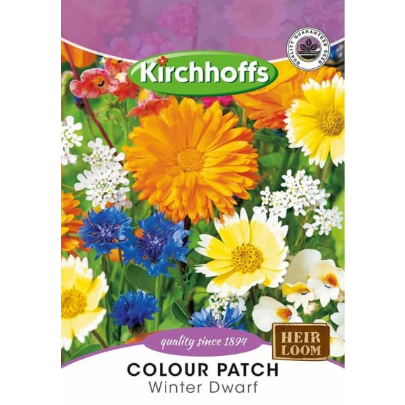 kirchhoffs colour patch winter dwarf picture 1