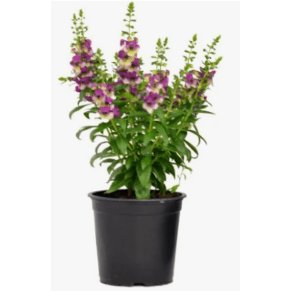 angelonia mix picture 1