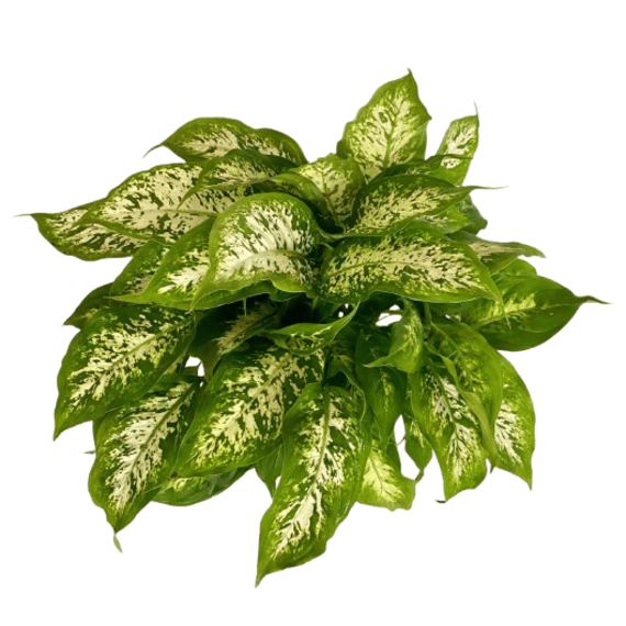 dieffenbachia assorted picture 2
