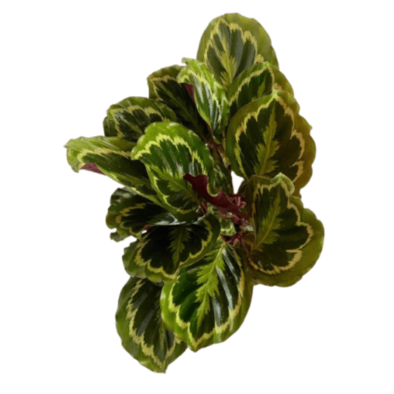 calathea assorted picture 6