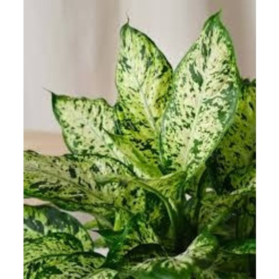 dieffenbachia assorted picture 4