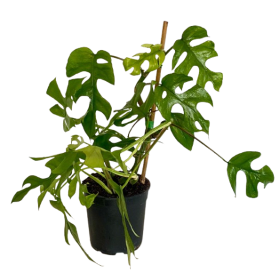 philodendron picture 7