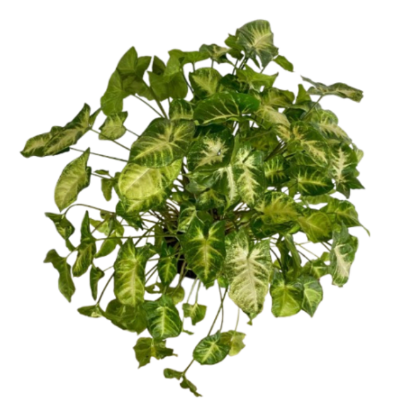 syngonium podophyllum pixie picture 2