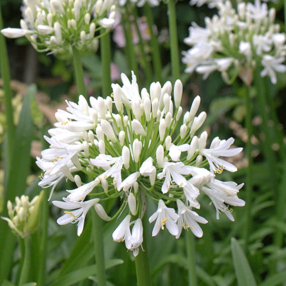 agapanthus picture 8