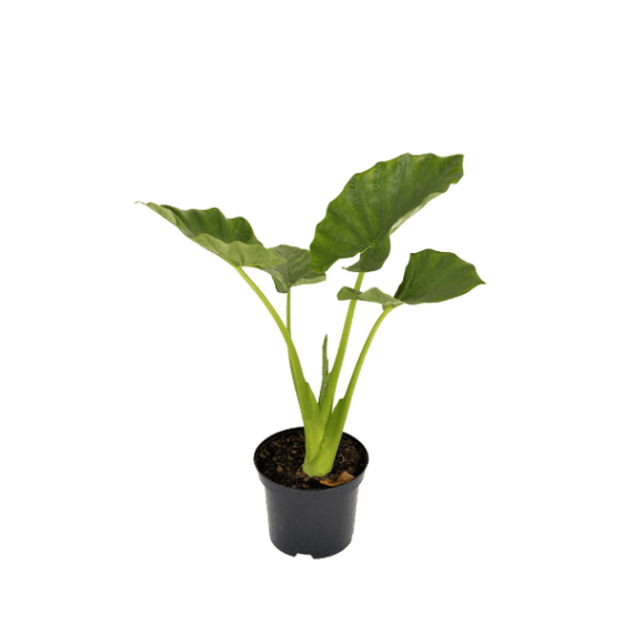 alocasia assorted picture 4
