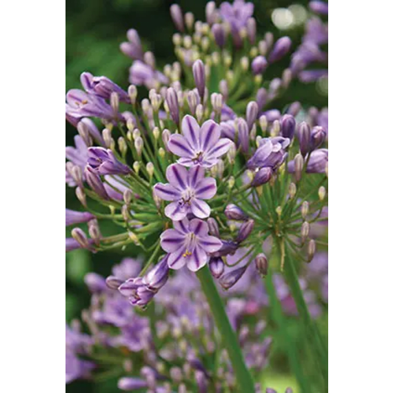 agapanthus picture 10