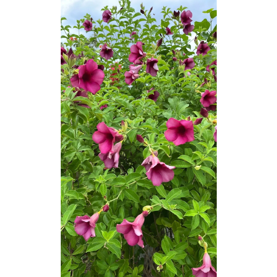 allamanda purple picture 1