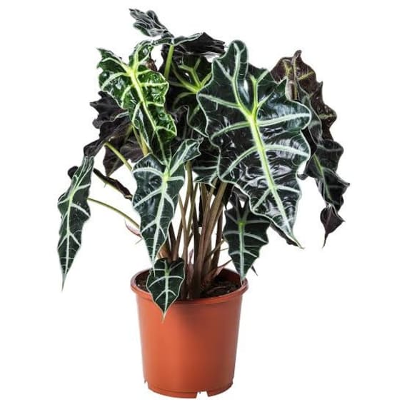 alocasia assorted picture 2