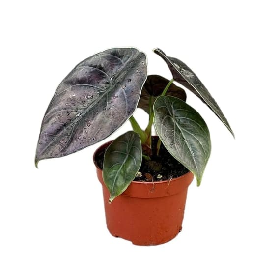 alocasia assorted picture 8