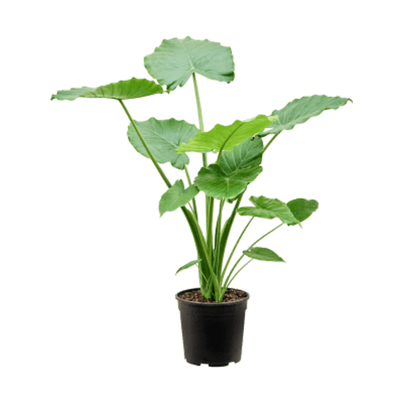 alocasia assorted picture 6