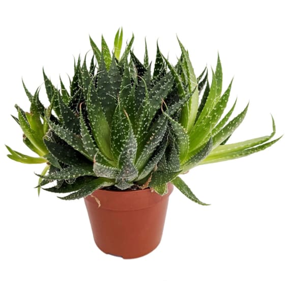 aloe 3 picture 13
