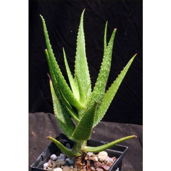 aloe 3 picture 14
