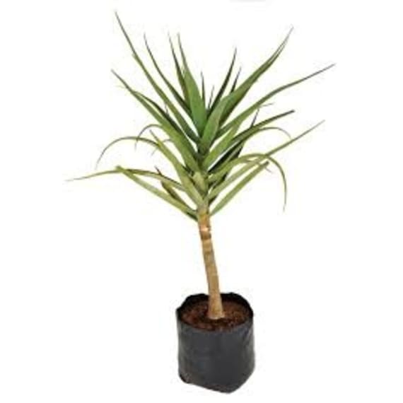 aloe 3 picture 11