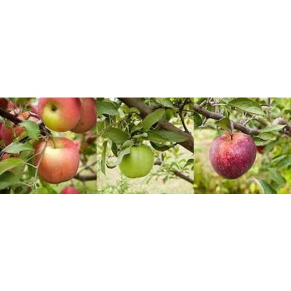 fruit tree apple picture 1