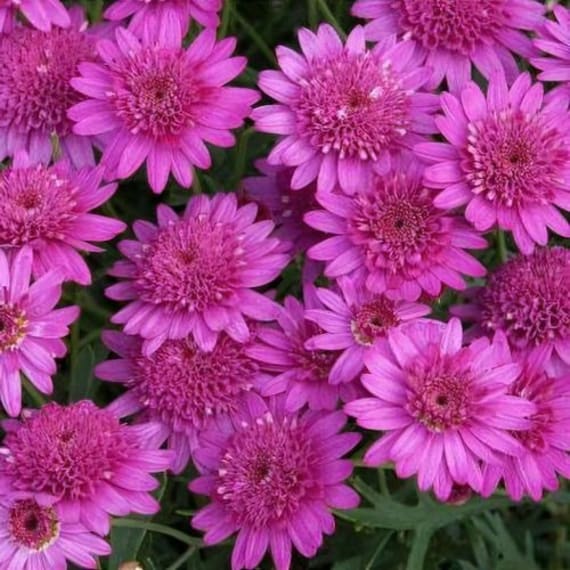 argyranthemum daisy bush picture 7