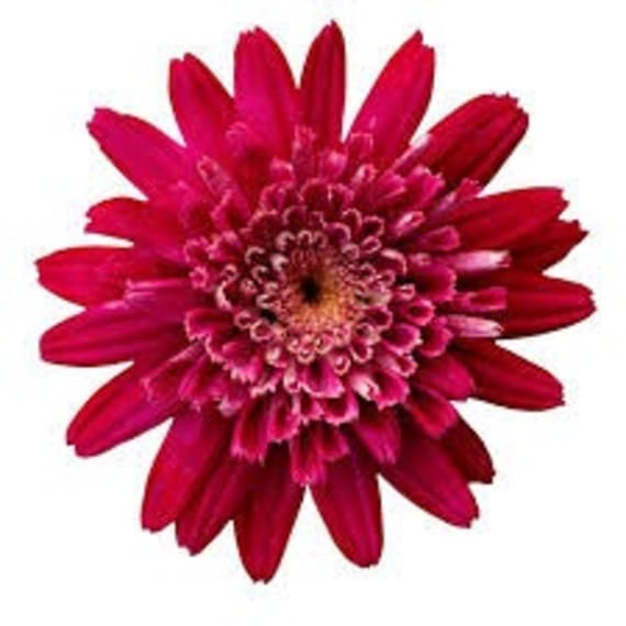 argyranthemum daisy bush picture 8