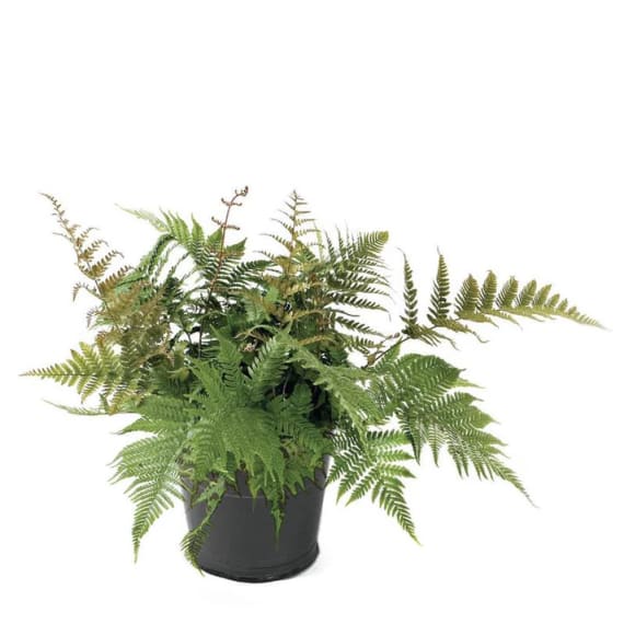 fern autumn 14cm picture 1
