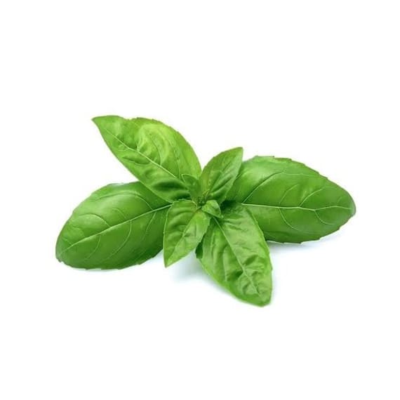 herb basil picture 1