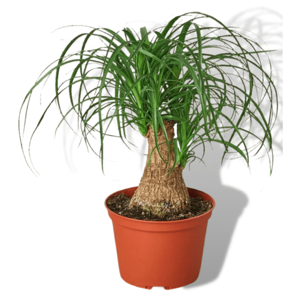 beaucarnea picture 1